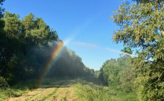 Licht und Natur (Foto: Prof. Dr. Thomas Walther)