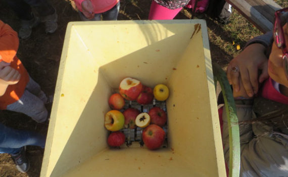 Die Streuobstwiese und der Apfelbaum (Foto: Sylvia Hütter)