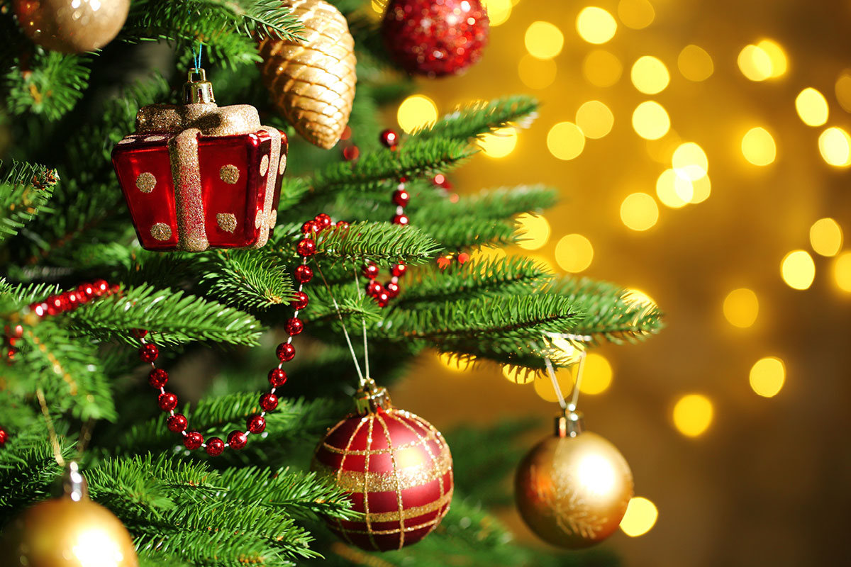 alle-meine-weihnachtsbaeume-kindervorlesung