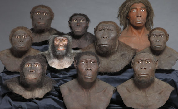 Evolution des Menschen