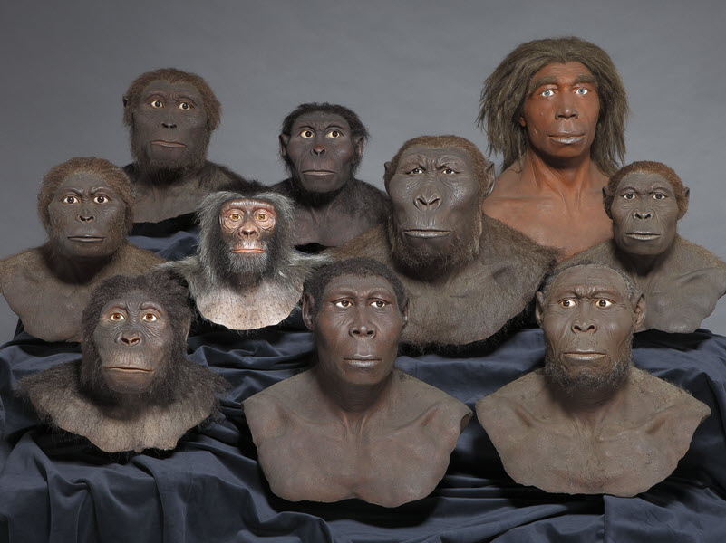 Evolution des Menschen